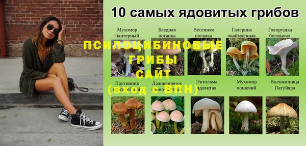 сатива Каменка
