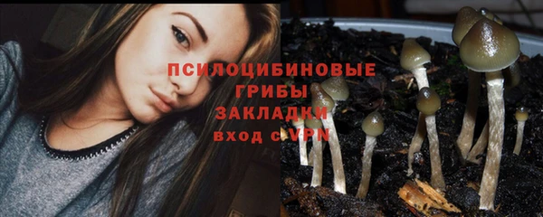 сатива Каменка