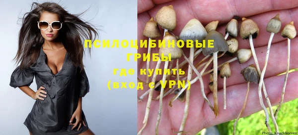сатива Каменка